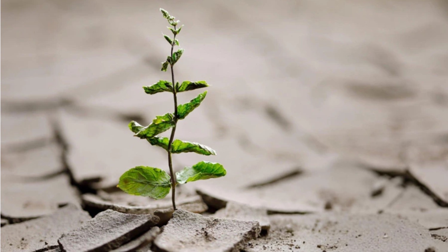 تاب آوری روانی در برابر شکست ها و بحران ها-2